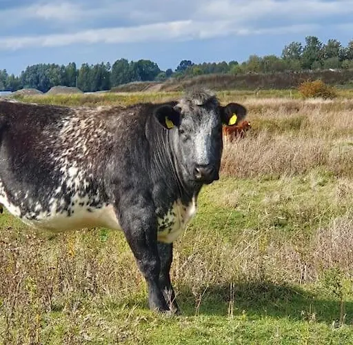 Lejlighed 8 Person With Heated Swimmingpool Hoek